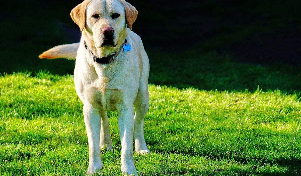 Planning Dog-Friendly Pub Walks in the British Countryside