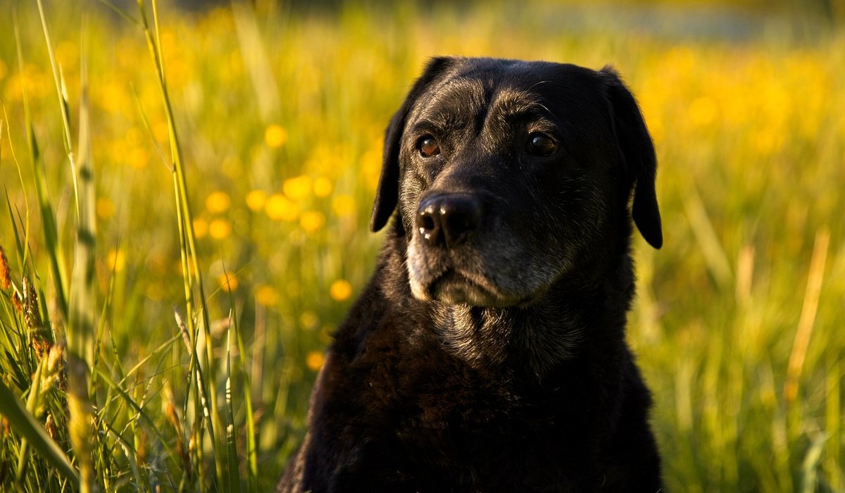 Understanding Why Dogs Bark at Passing Traffic