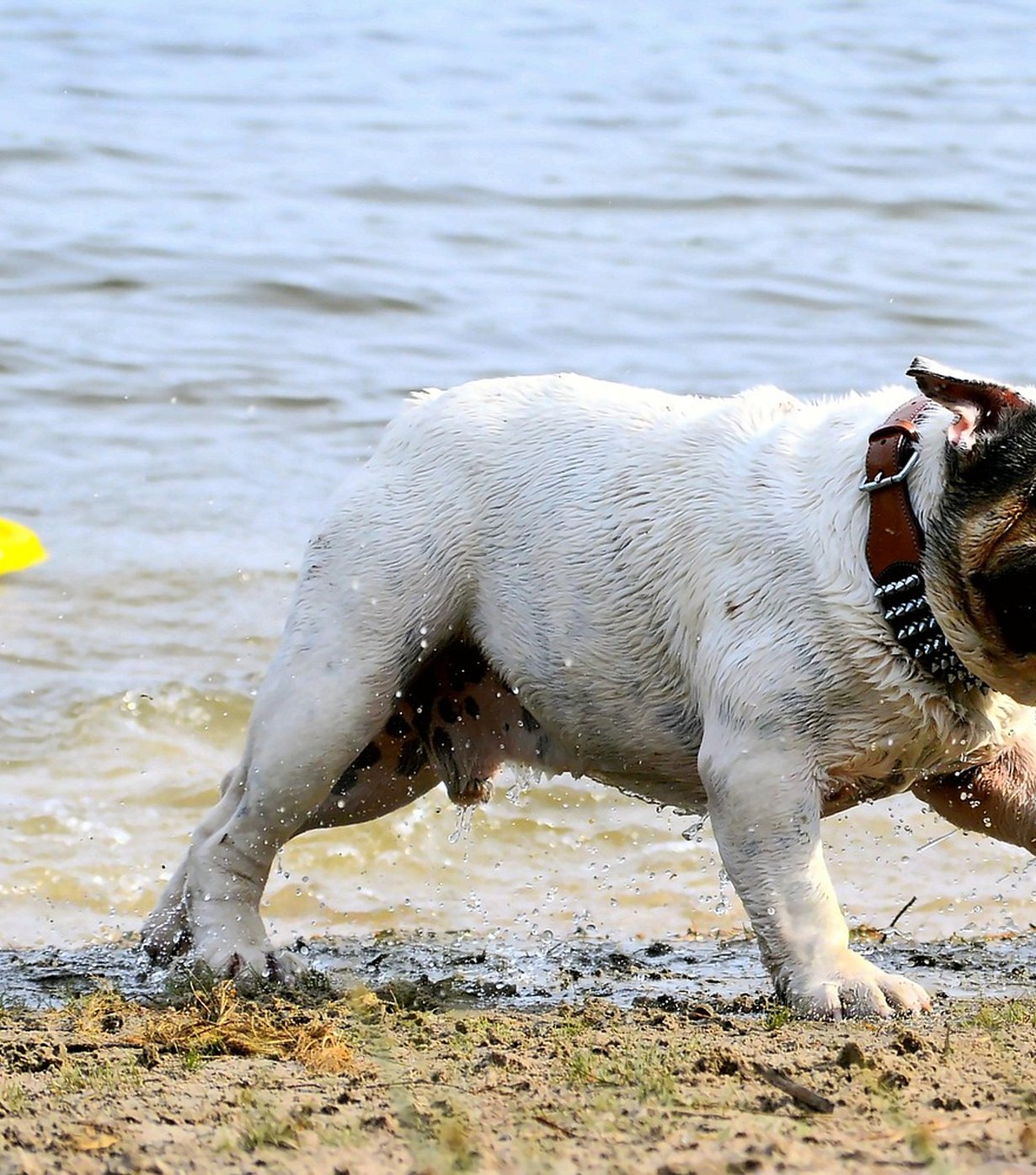 Romping Hounds