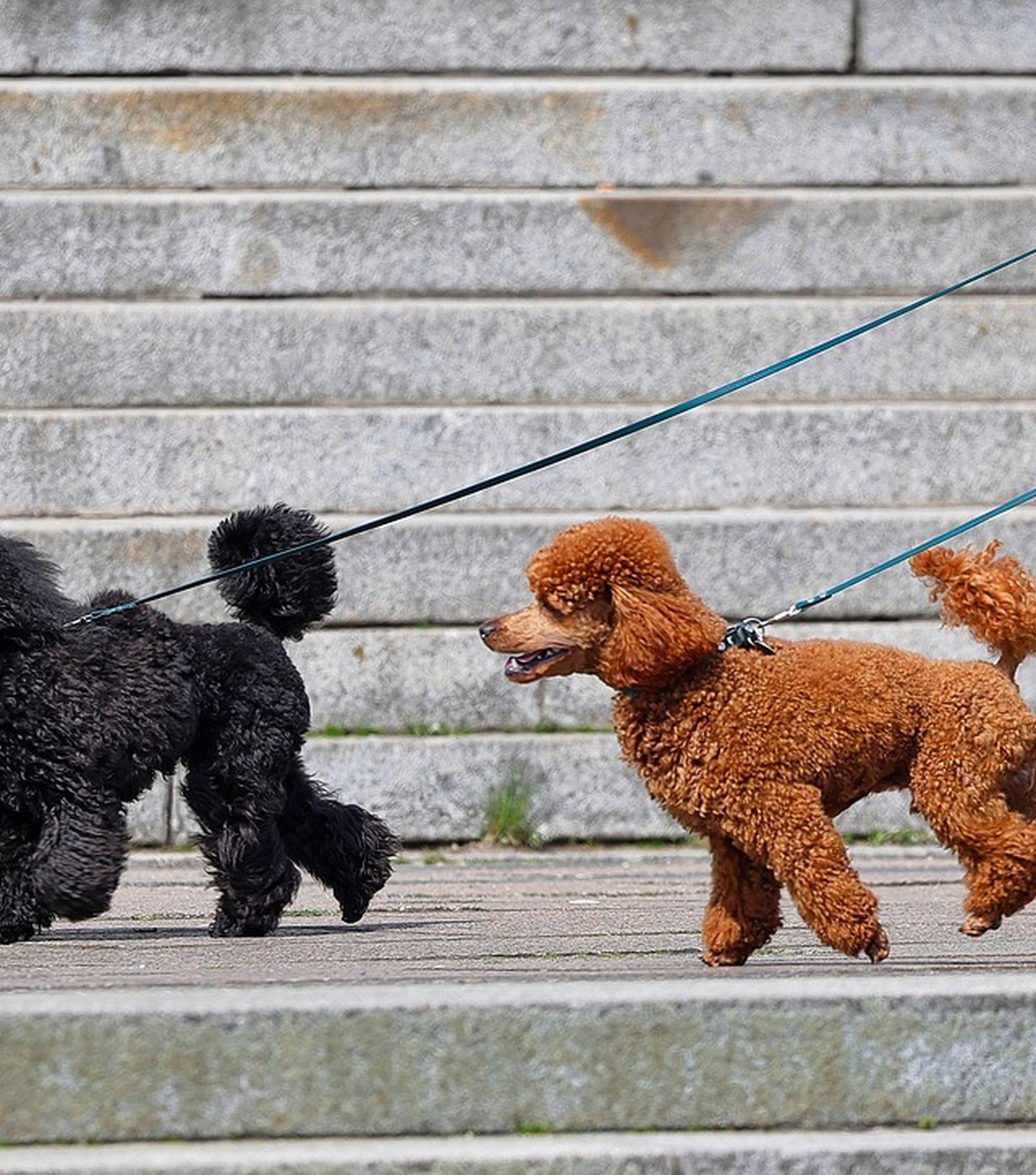 Romping Hounds